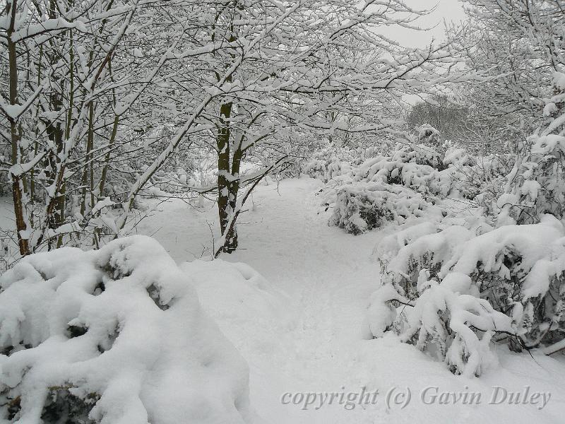 Snow, Blackheath P1070039.JPG